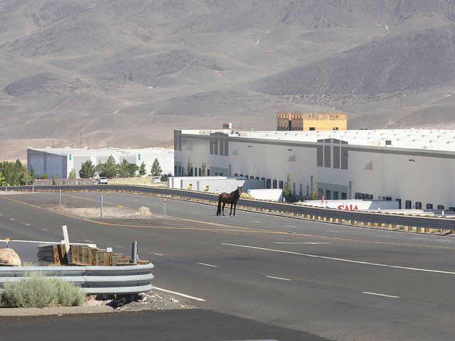 Tracy Fish, Lone Wild Horse at USA Parkway