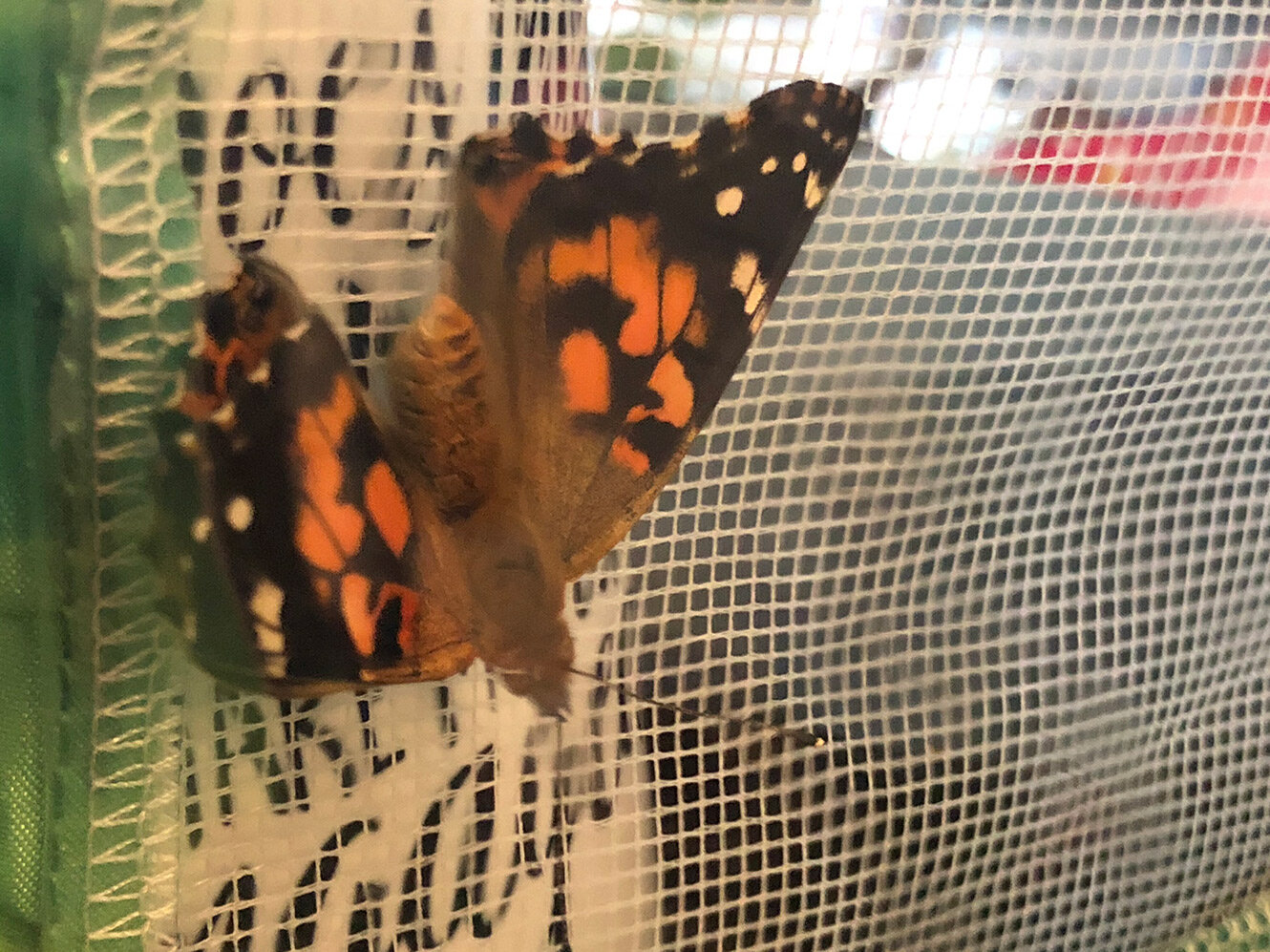  Here is one of the beautiful painted lady butterflies! Ms. Tiffaney fed the butterflies homemade nectar made from sugar and water. 