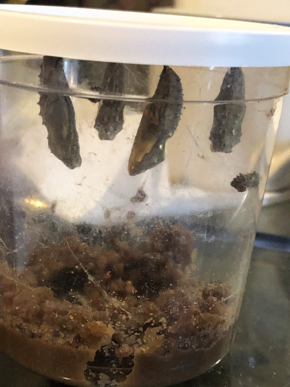  Sophia, Elsa, Moana, Lego and Mickey formed their cocoons and stayed inside for about five to 10 days. Ms. Tiffaney moved the lid of the container to the butterfly habitat and waited patiently. 