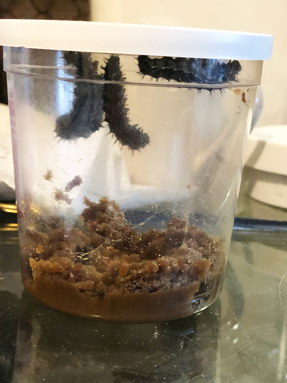  The caterpillars crawled to the top of the containers and prepared to form their cocoons by forming a “J” shape with their bodies. 
