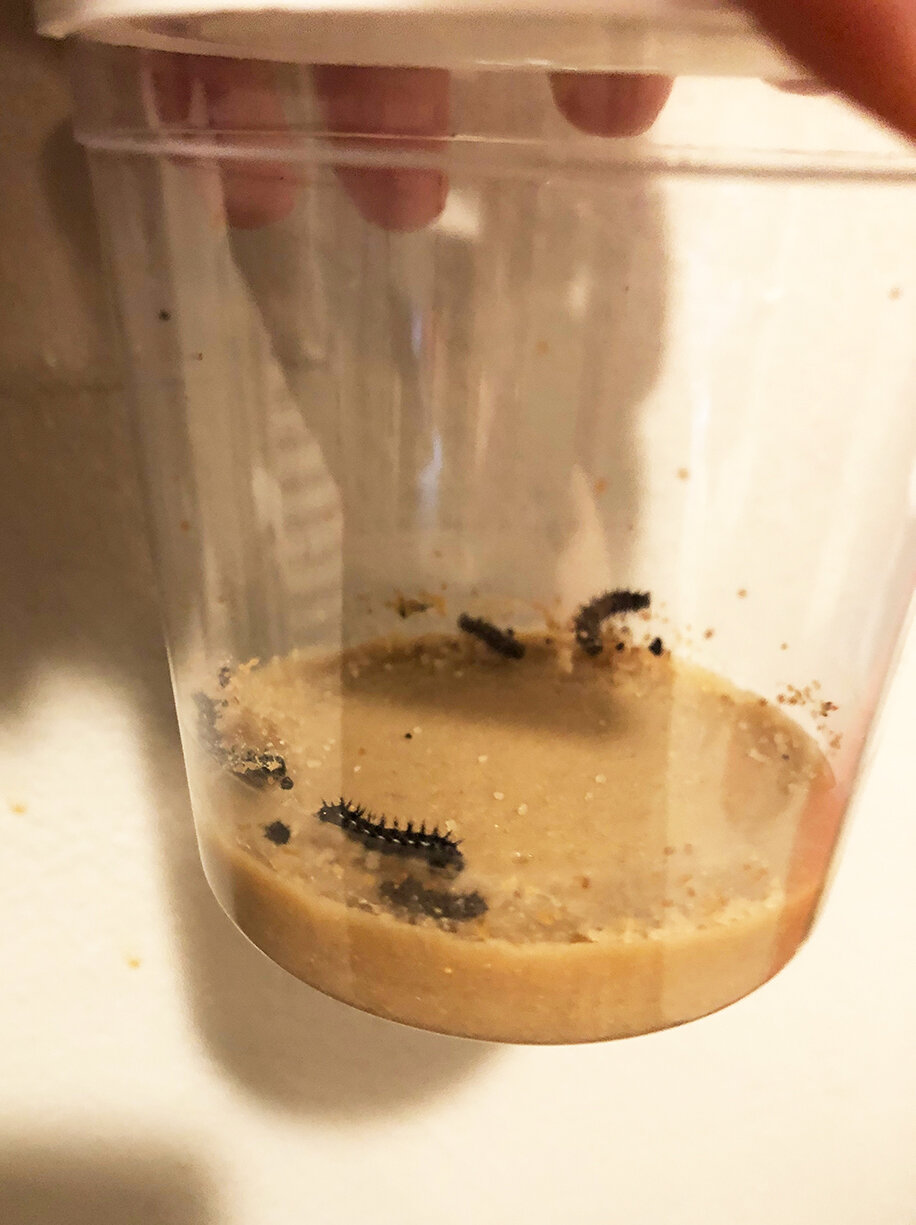  After a few days, the caterpillars nearly doubled in size! 