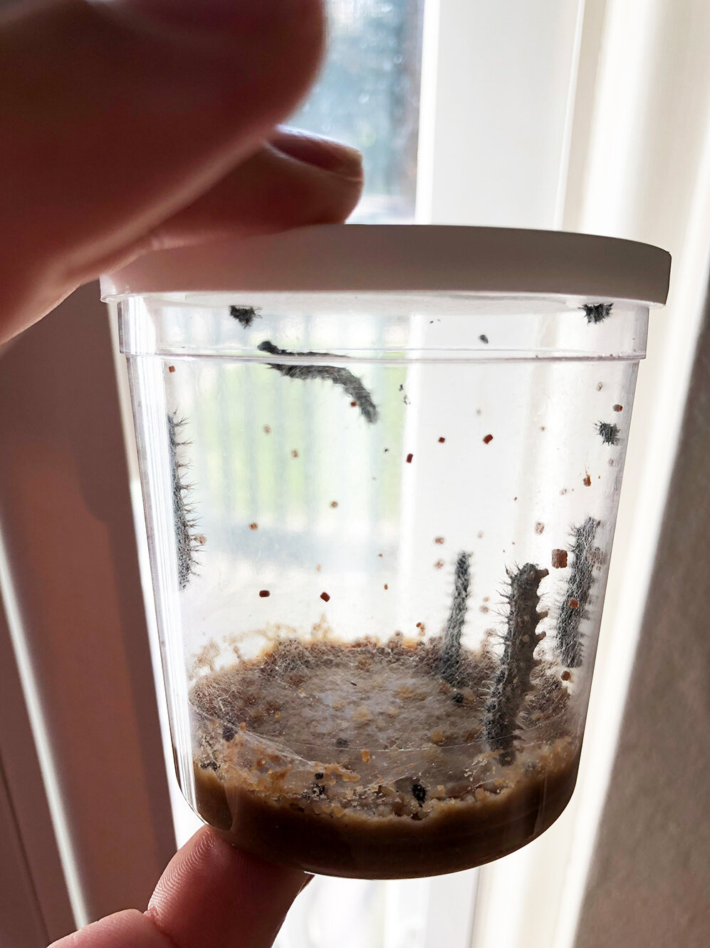  The caterpillars continued to eat and grow. Soon, they began to slowly make their way up to the top of their container. 