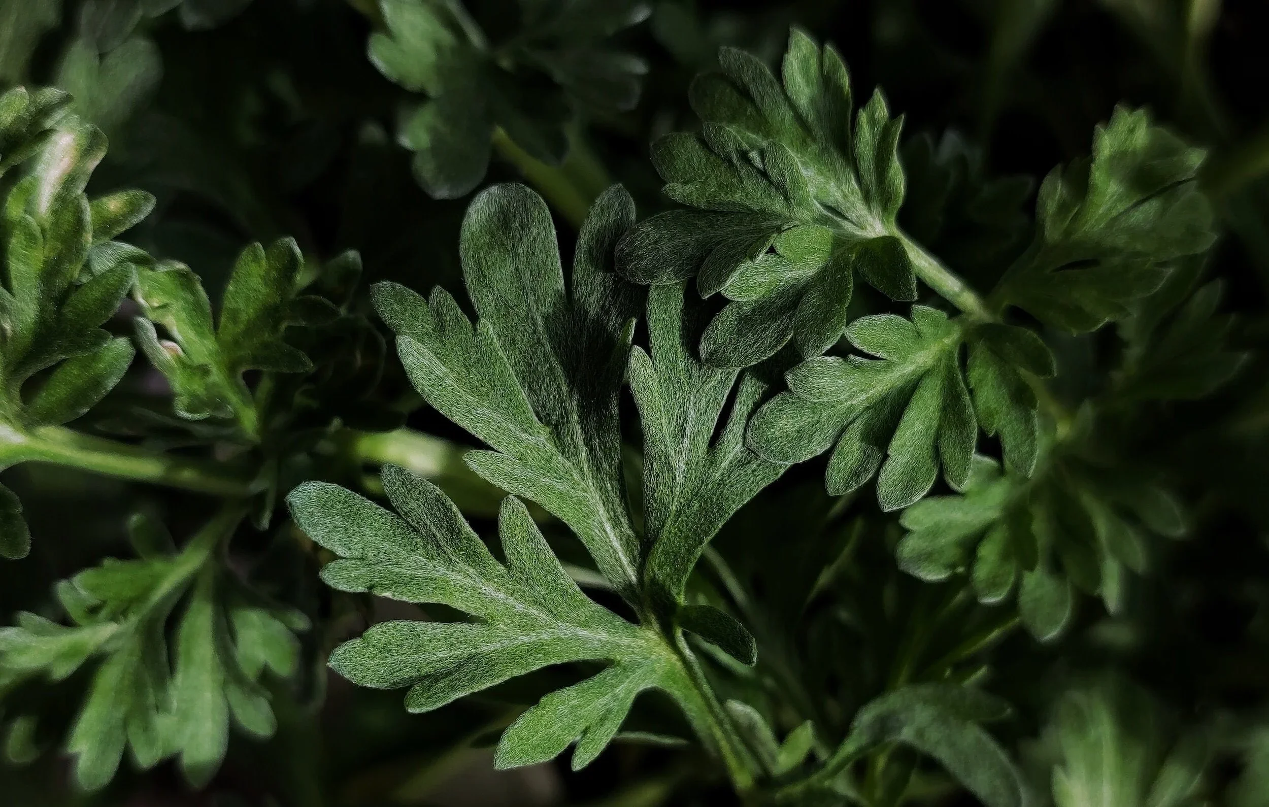 wormwood 2.webp