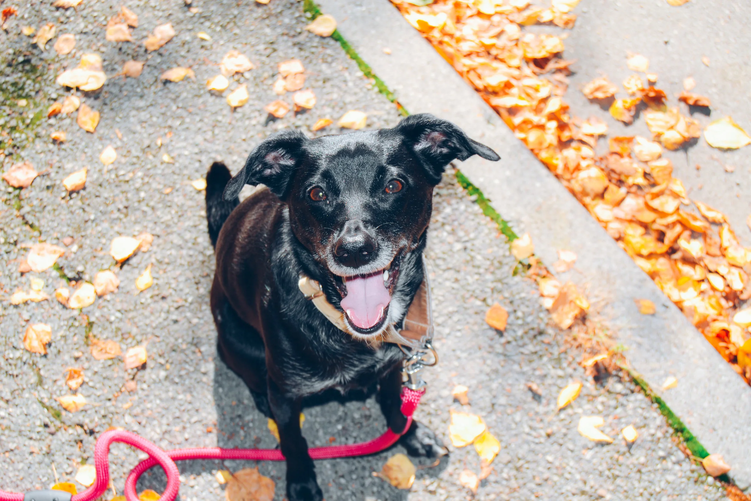 Life With a Co-Dependent Dog