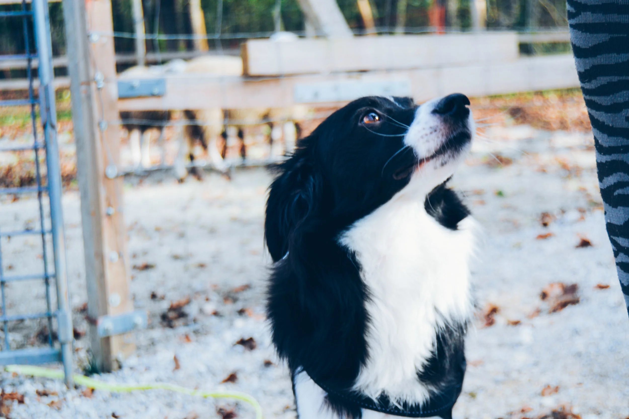 Book Review: Zak George's Dog Training rEvolution by Zak George and Dina Roth Port