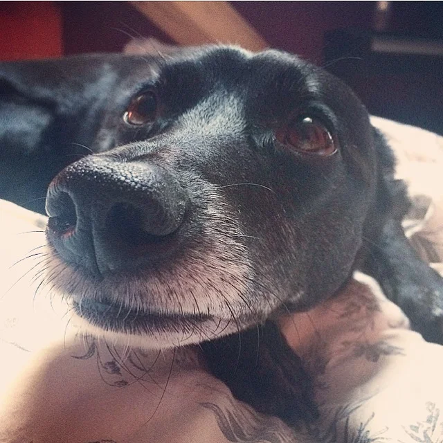 Life With a CoDependent Dog — Mother of Rescues