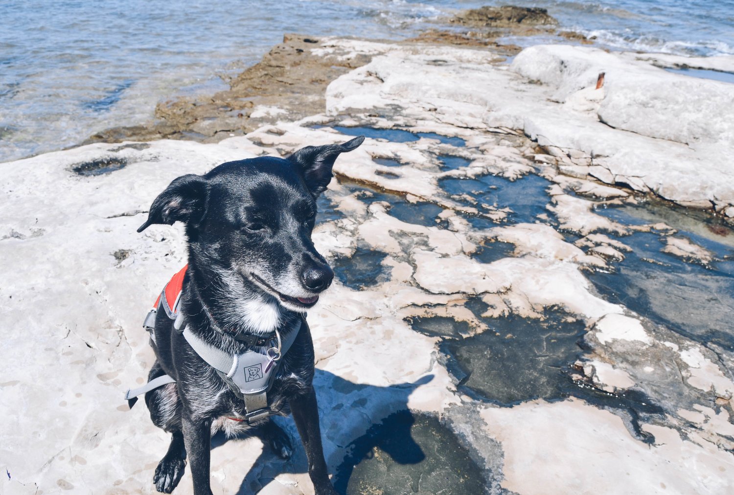 Life With a CoDependent Dog — Mother of Rescues