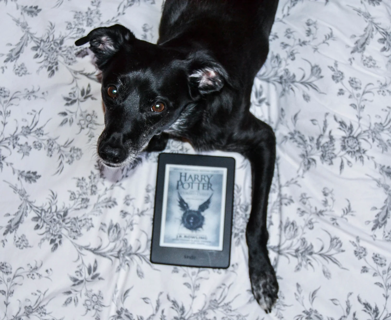 Life With a CoDependent Dog — Mother of Rescues