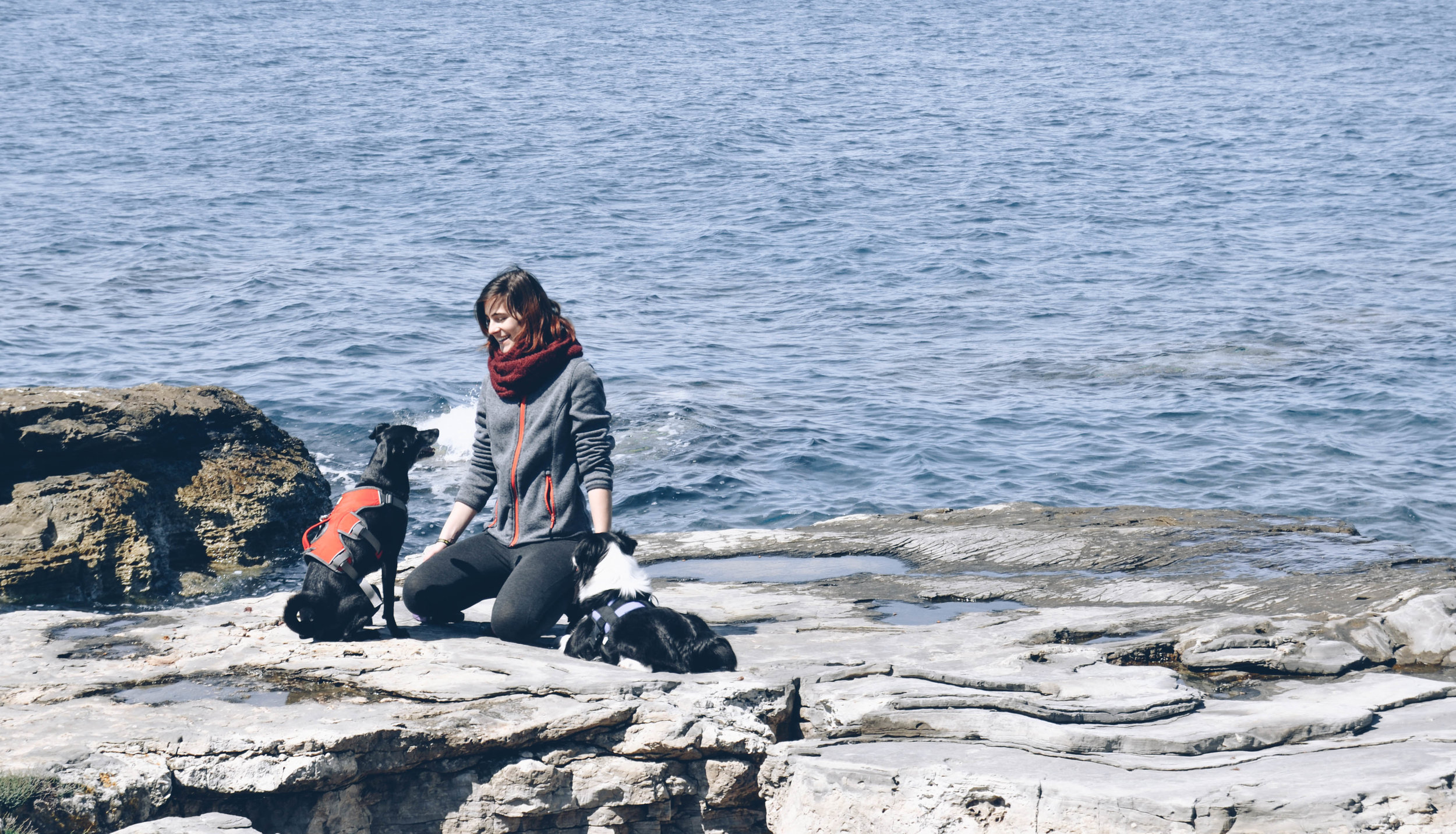 reactive-dog-force-free