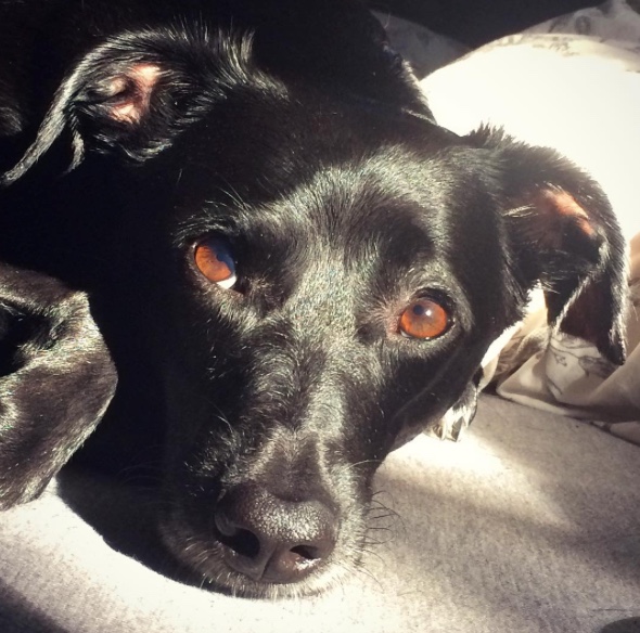 Bailey-gray-1.jpeg