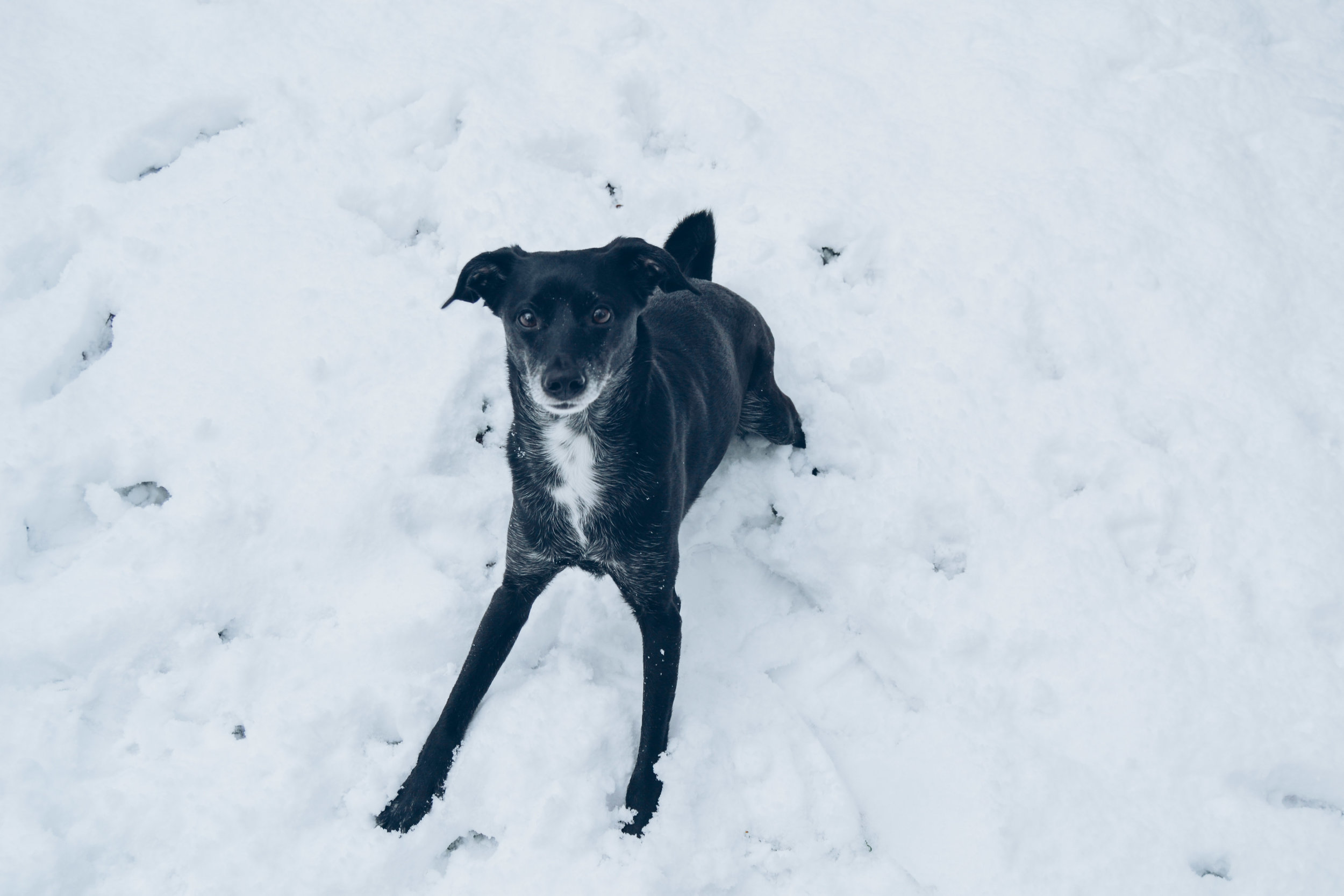 reactive-dog-lifelong-process.jpeg