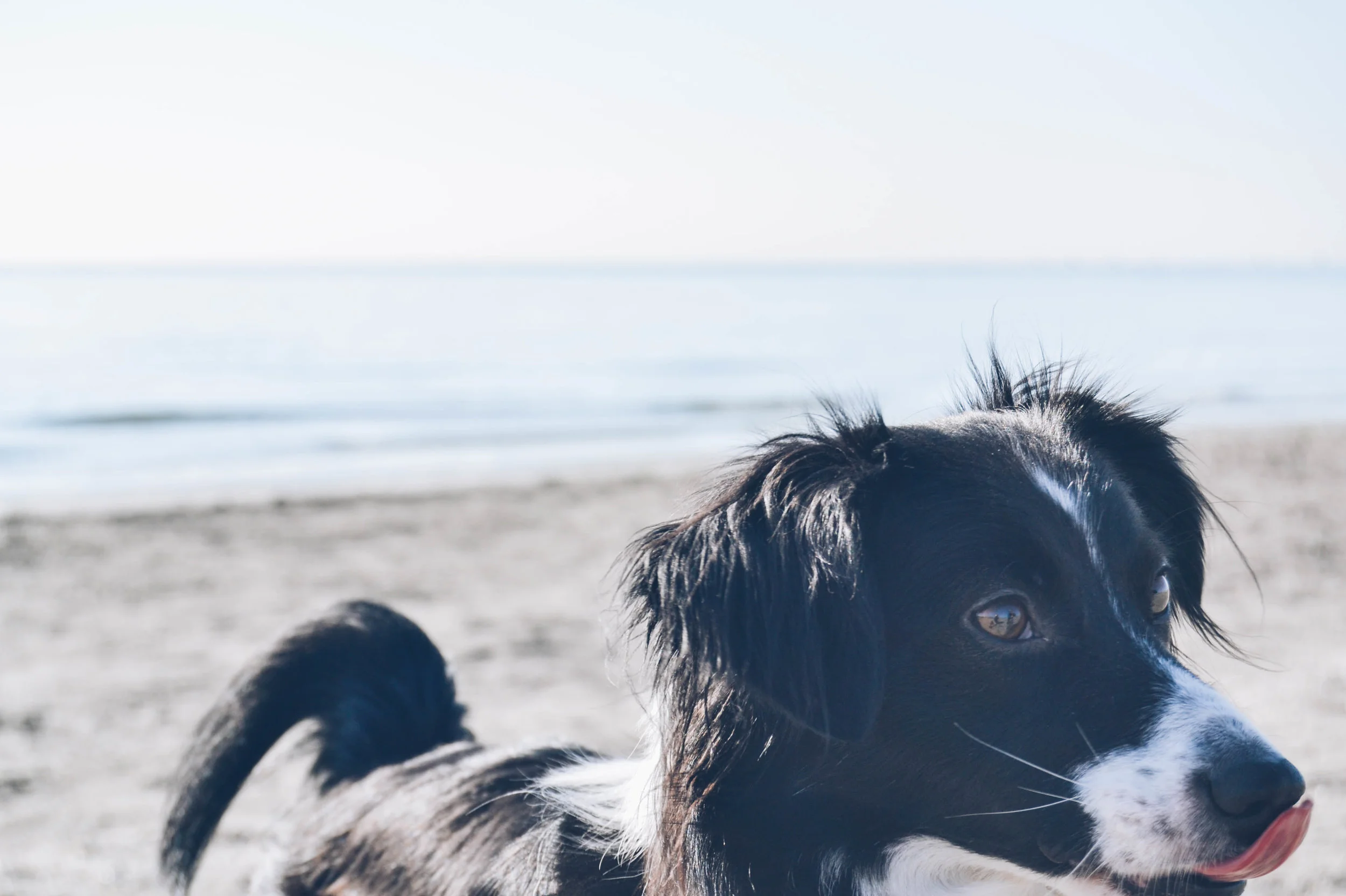 positive-reinforcement-permissive-upbringing