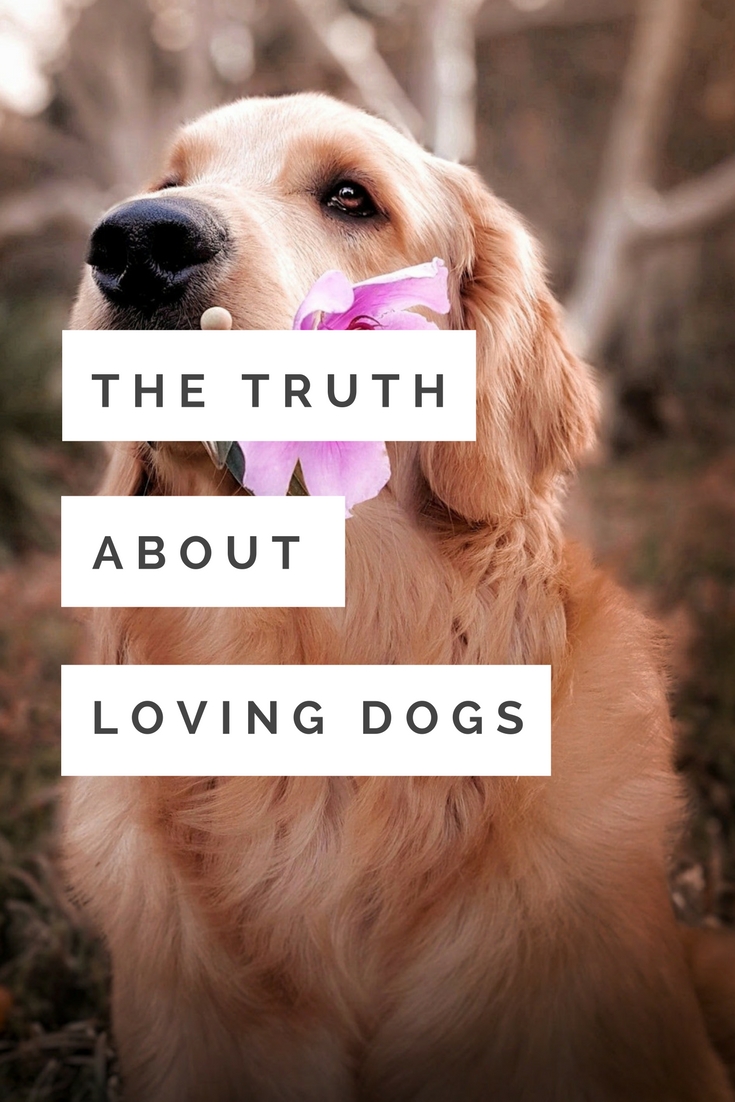 love-two-dogs-short.jpg