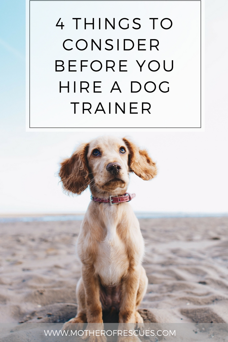 dog-trainer-bright.jpg