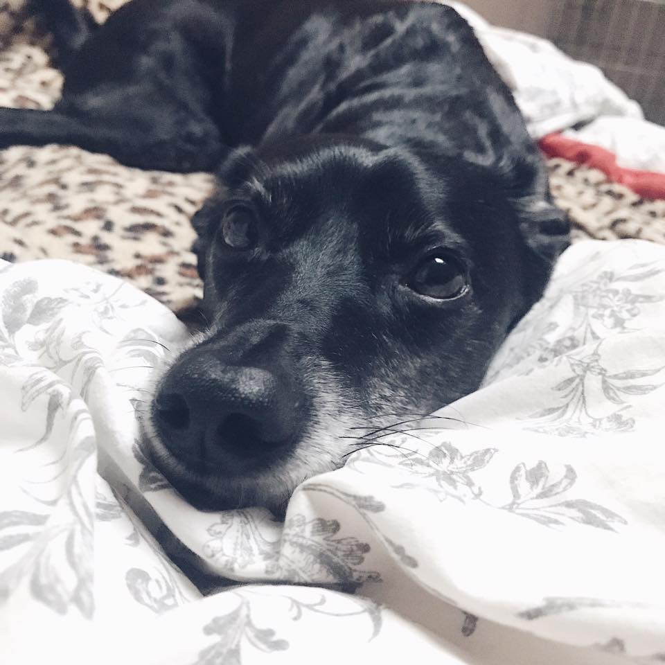 reactive-dog-outburst