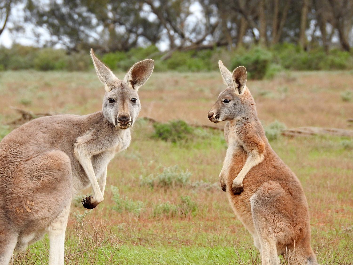 kangaroos-1563624_1920-sm.jpg