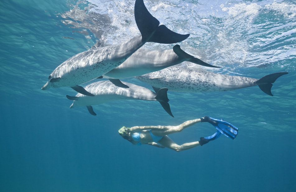 swim-with-dolphins.jpg