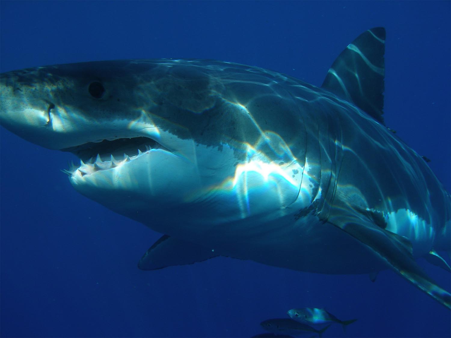 great-white-shark-398276_1920-sm.jpg