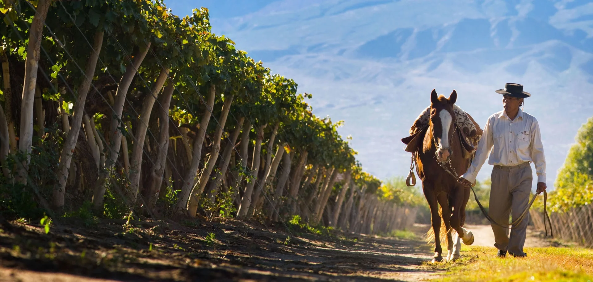 Vineyard in Argentina