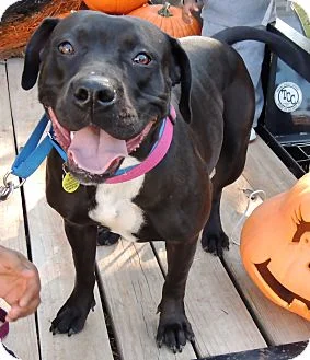 Zena