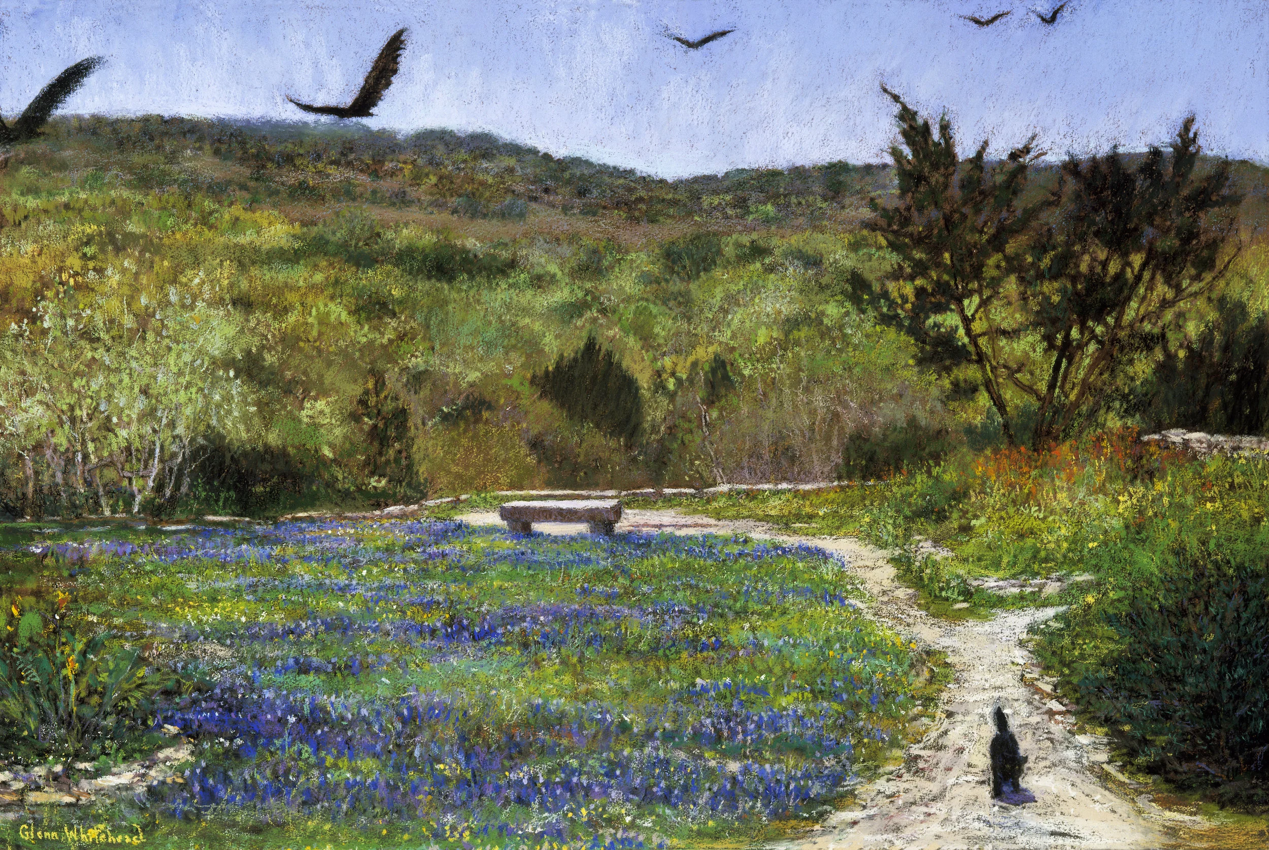 Path With Bluebonnets