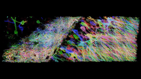 giphy (2).GIF