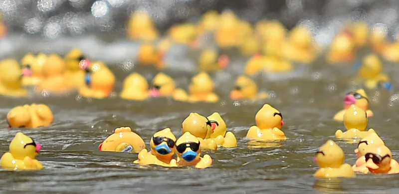 Advocates for Children in Bartow County races ducks to raise money and awareness.
