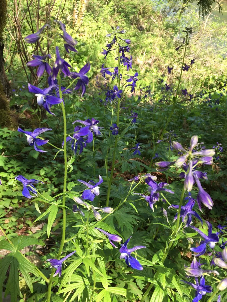 campground facilities — Washougal Timber Trails