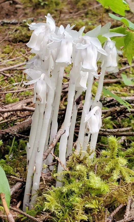 Indian Pipes.jpg