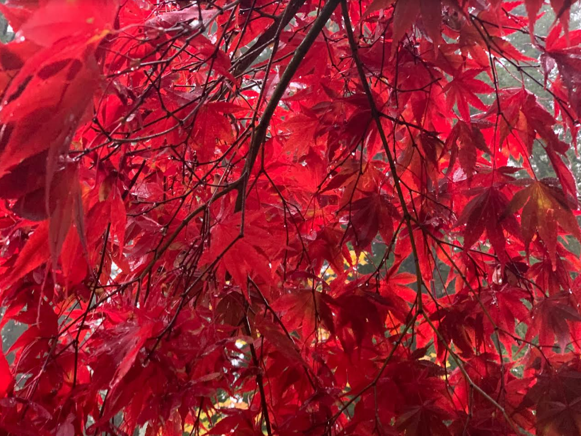 Red Japenese Leaves.png