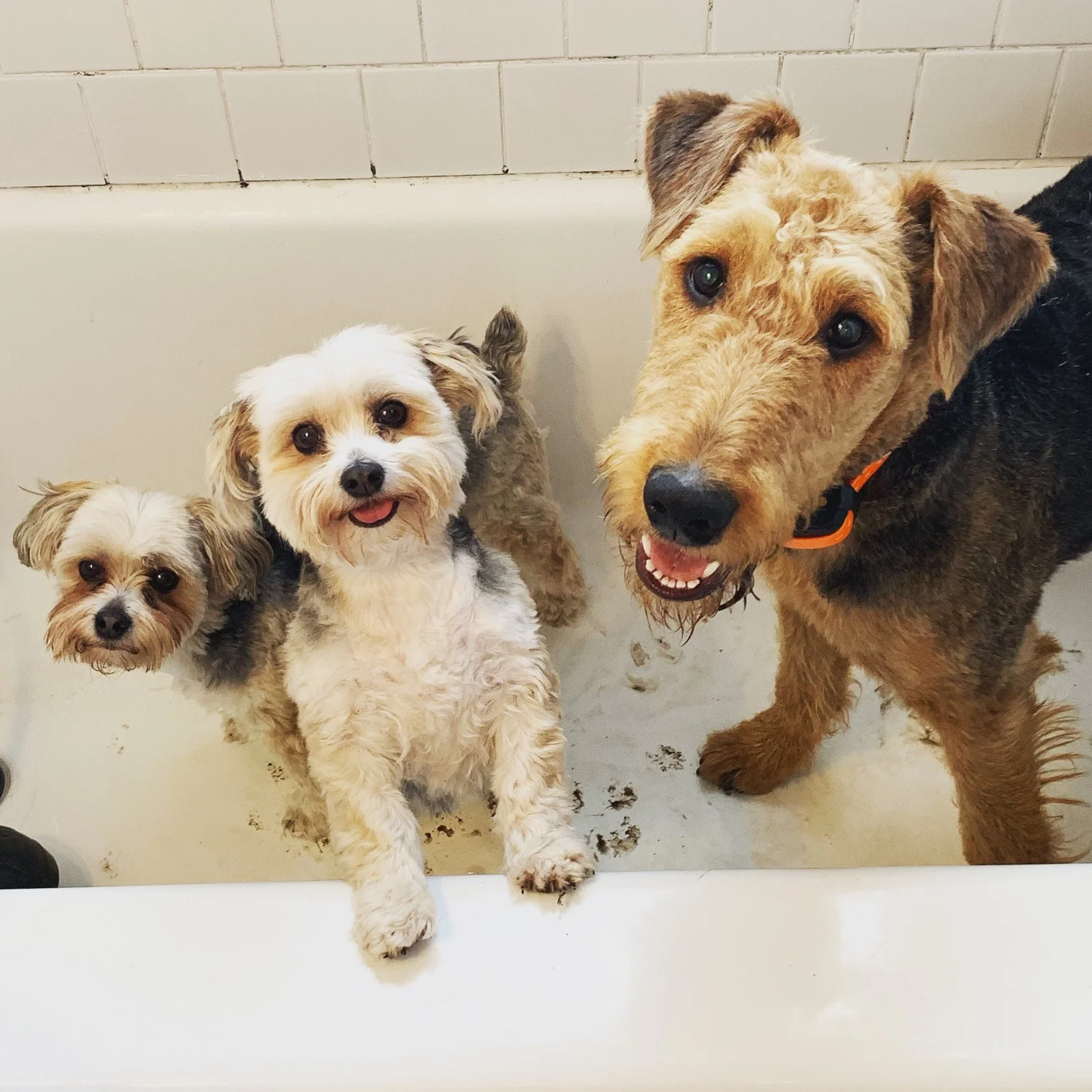 newpups.jpeg