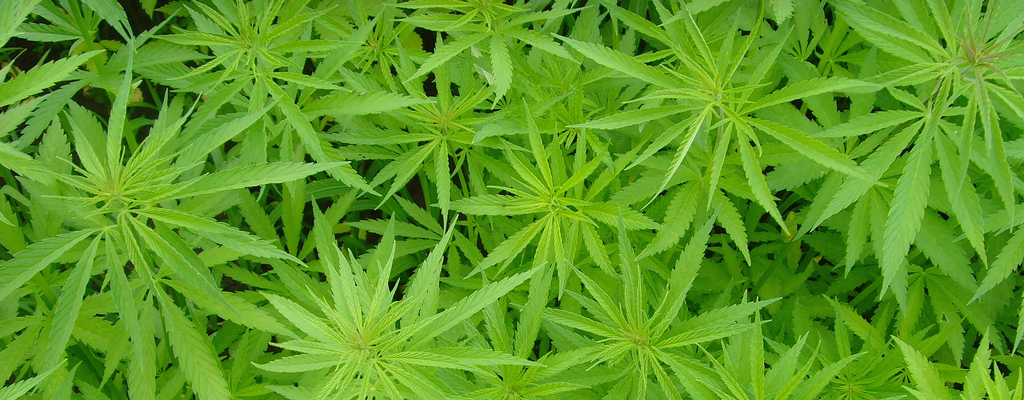 cannabis.jpg