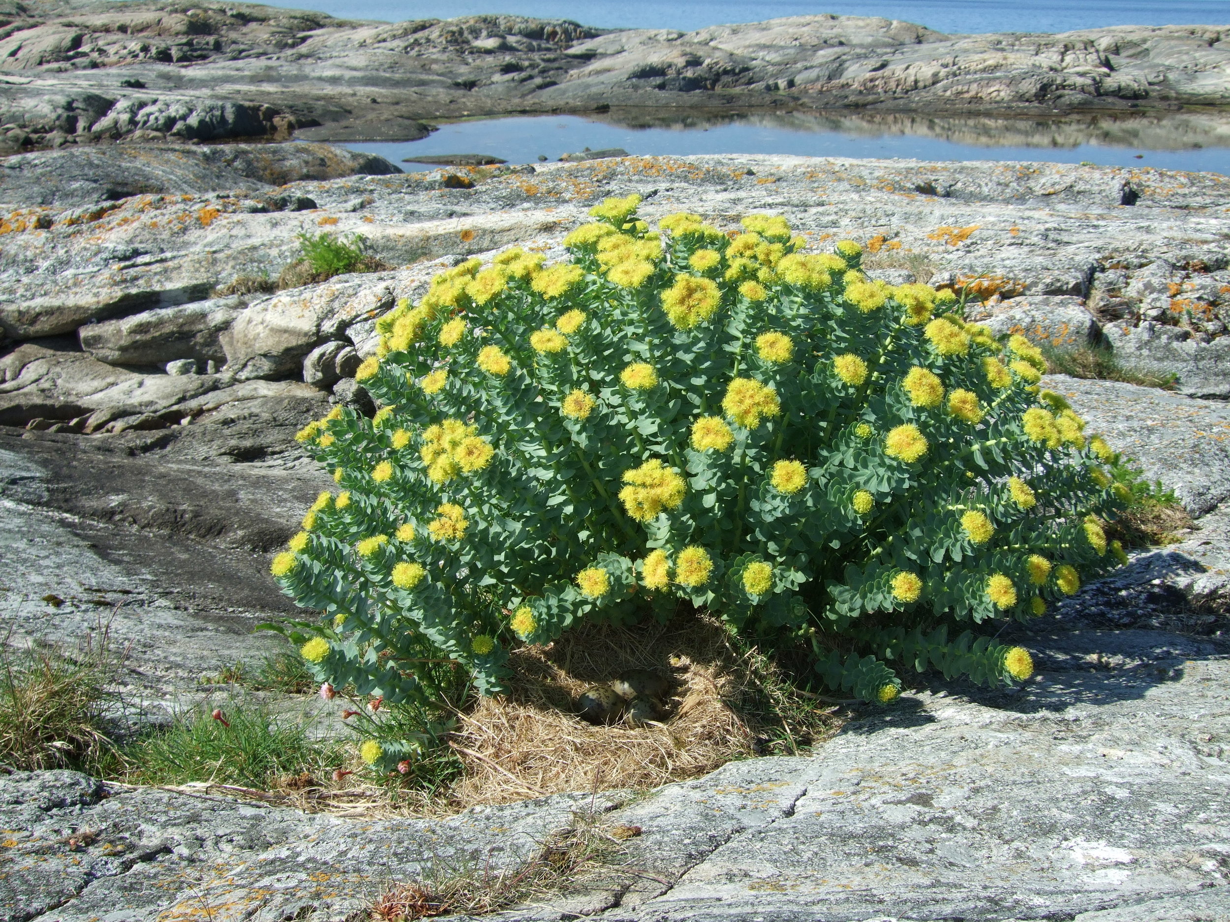 Rosenrot_og_måsegg.jpg