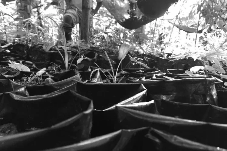 Costa Rica: Illegal Deforestation Threatens Bríbri Communities