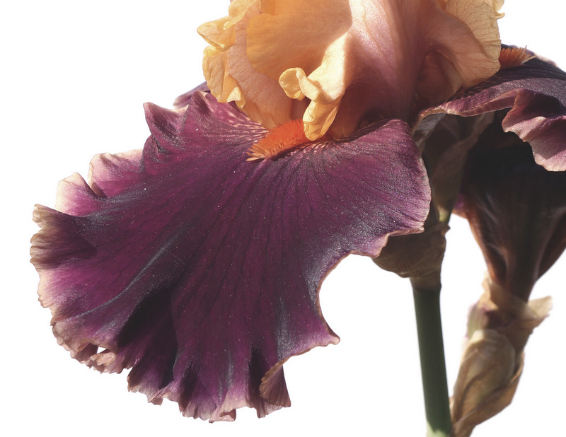 glen_johnston_photography_iris_4.JPG