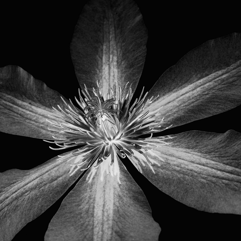 glen_johnston_photography_flora_clematis.jpg