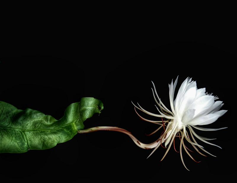 glen_johnston_photography_cereus_20.jpg