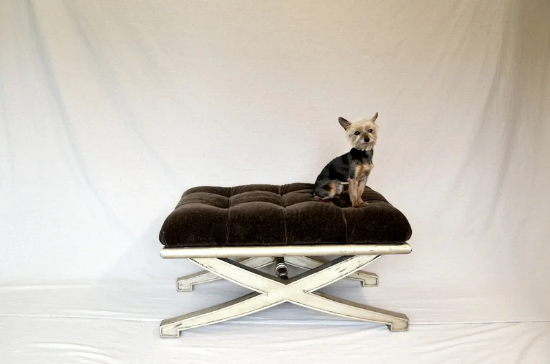 glen_johnston_photography_pets_1.JPG