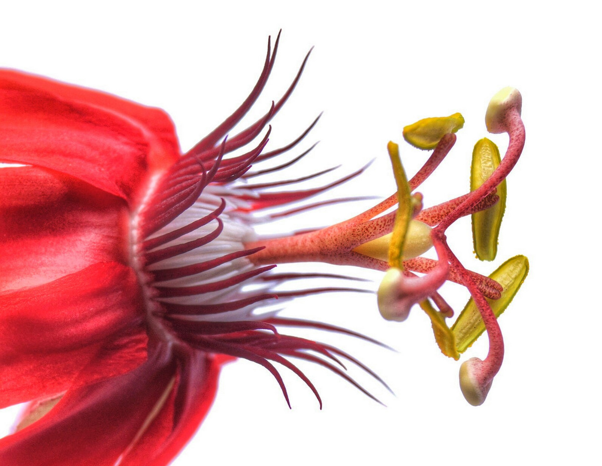 glen_johnston_photography_passion_flower_red