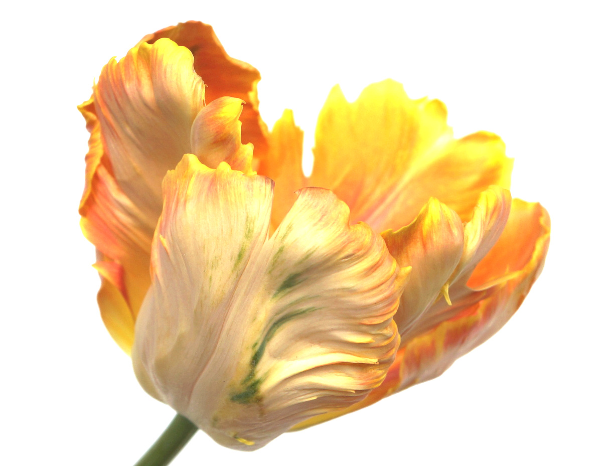 glen_johnston_photography_tulip