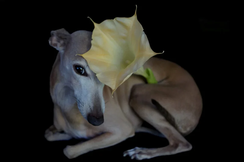 glen_johnston_photography_pets_15.JPG