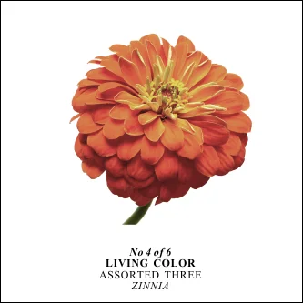 glen_johnston_living_color_notecards_assorted_three_flower_4.JPG