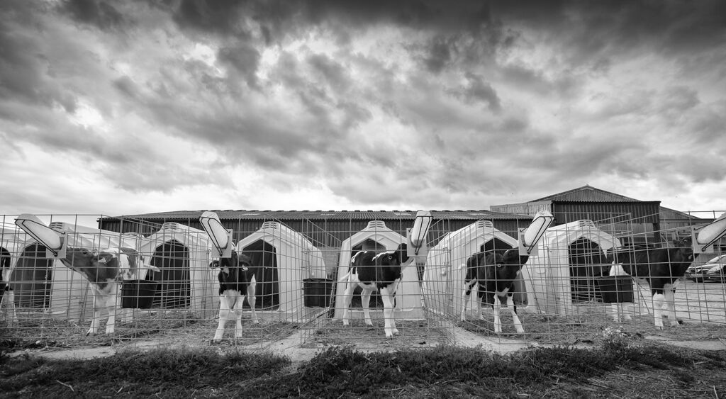 Longmoor Farm, Dorset