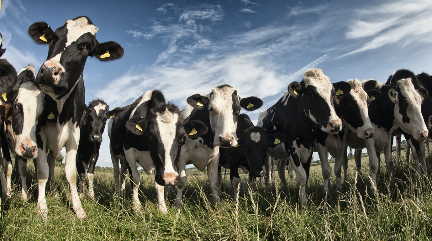 Longmoor Holsteins, Dorset