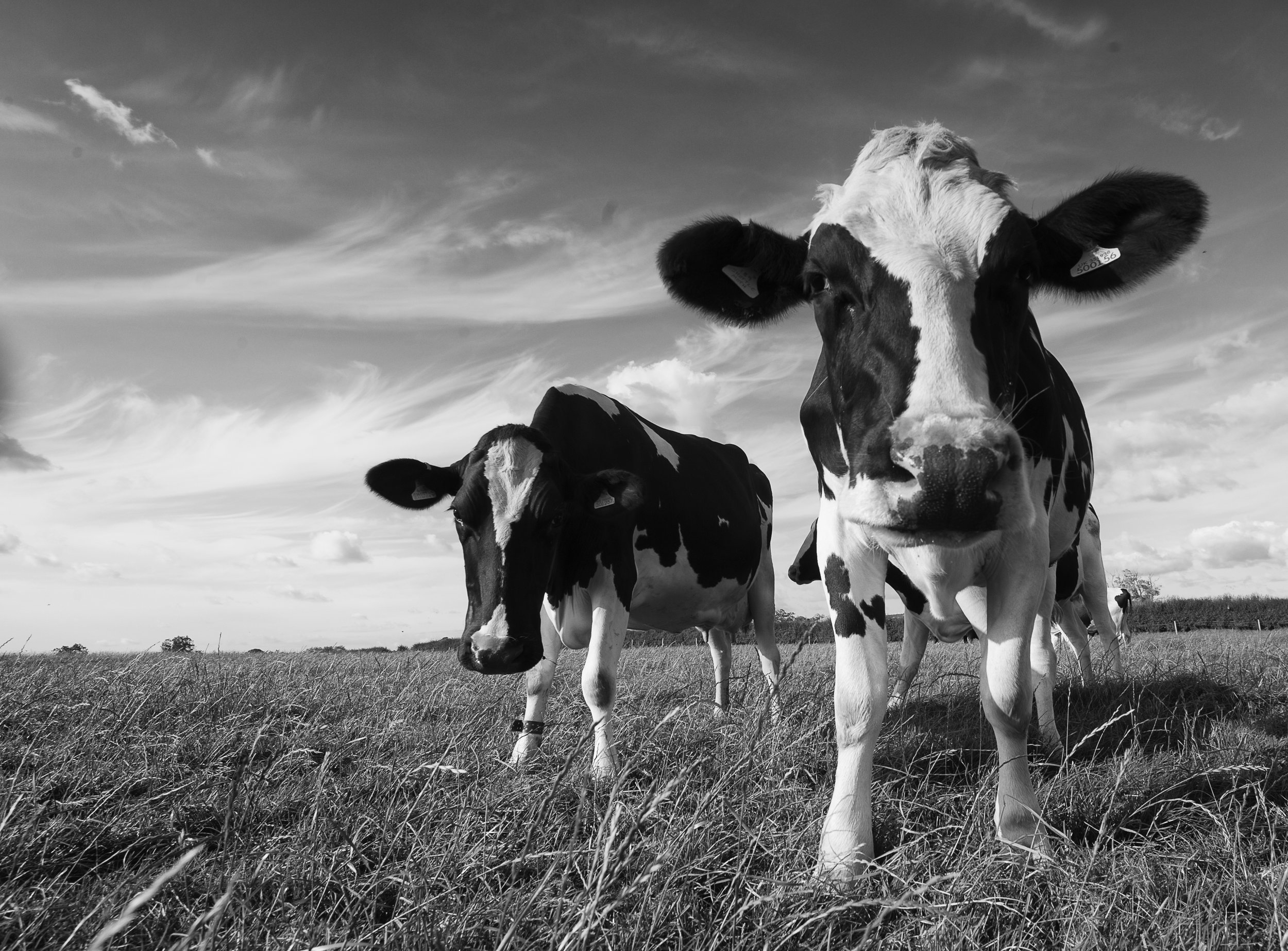 cows B&W.JPG