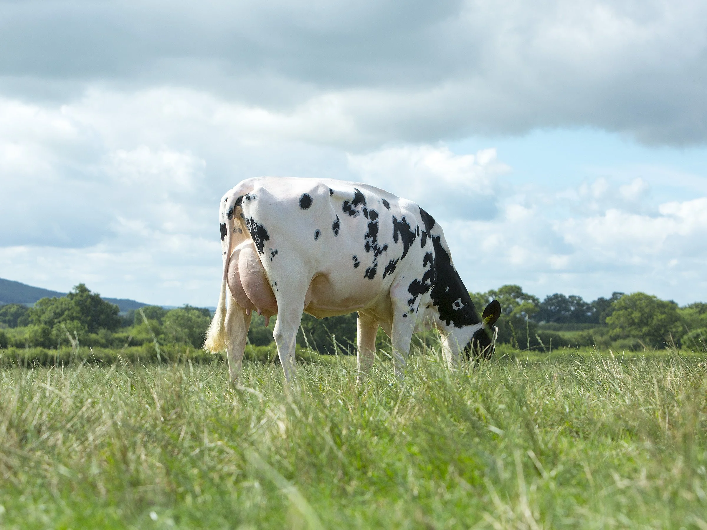 170720-7V3A7340  .jpeg