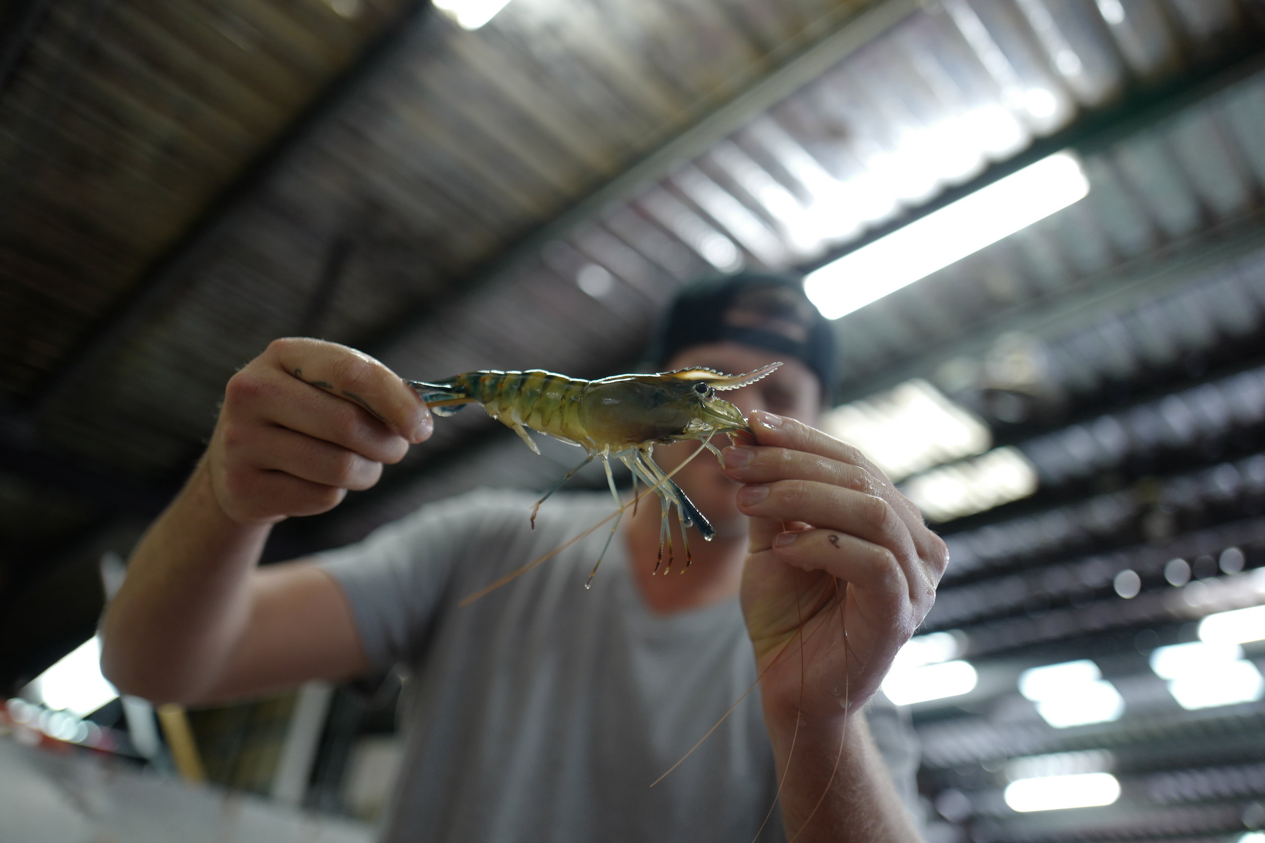 Check out the horn on that sucker! 