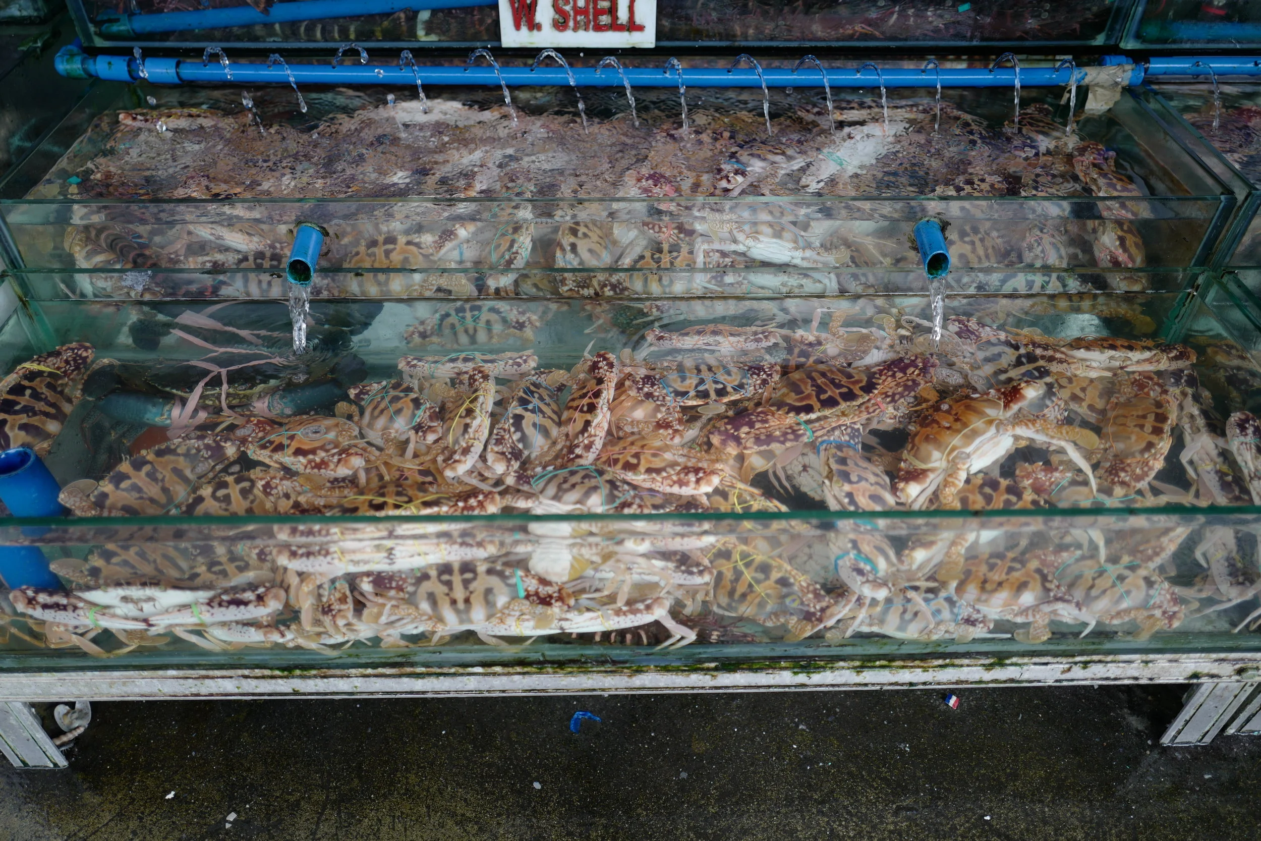  Mantis prawns at the Seaside Dampa! They are kept in water bottles because they are very territorial and would likely kill each other otherwise. 