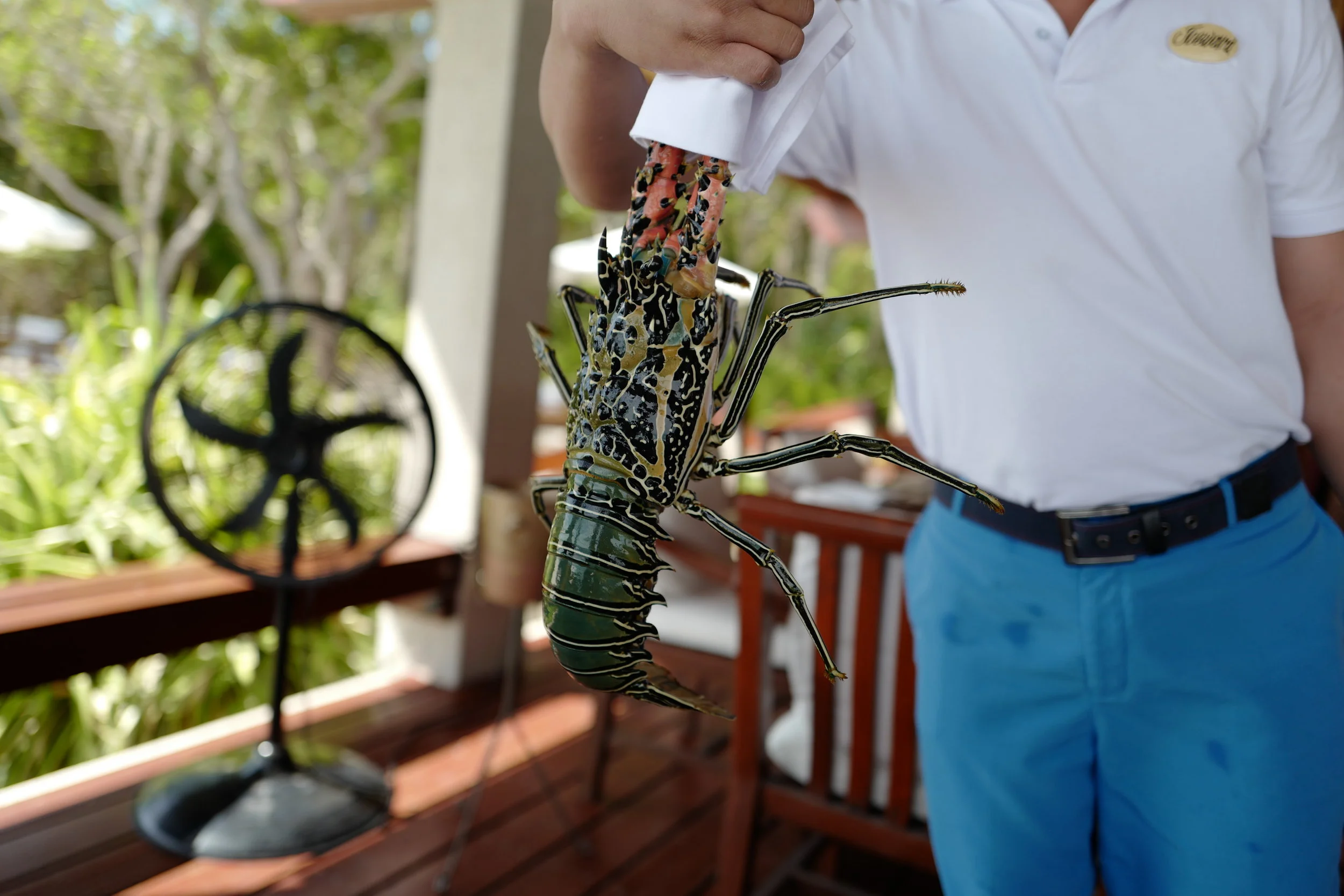  The beautiful lobster we had for lunch! 
