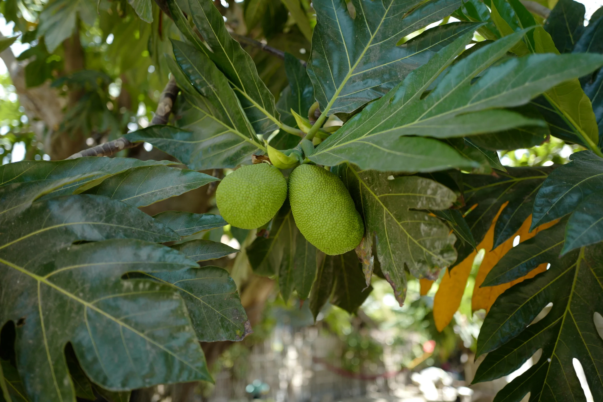  Some locally grown breadfruit 